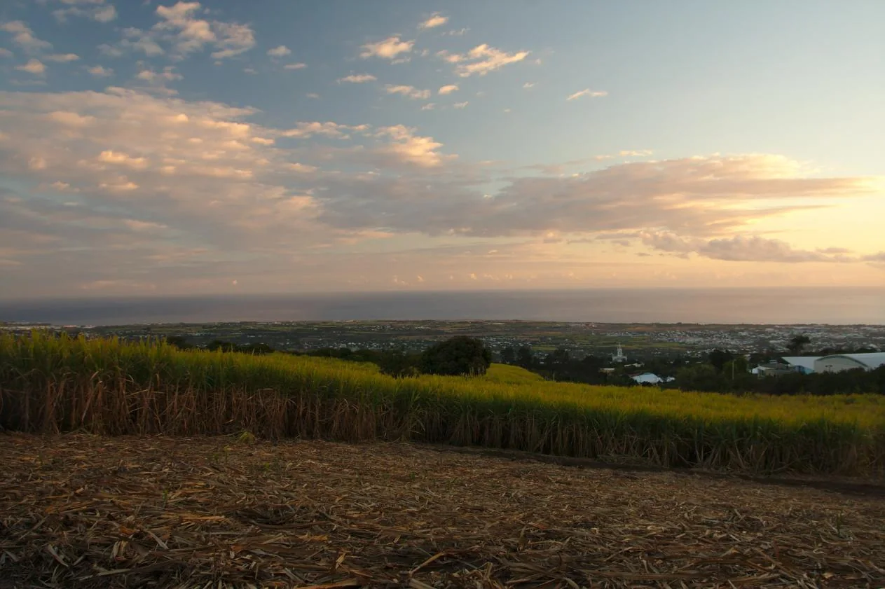 Sugarcane farmland on Réunion in a warm, humid coastal climate